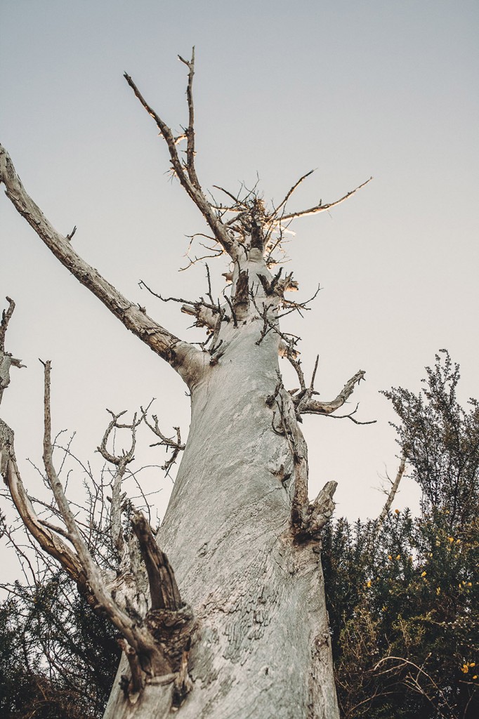 dawn-thomson-photography-59